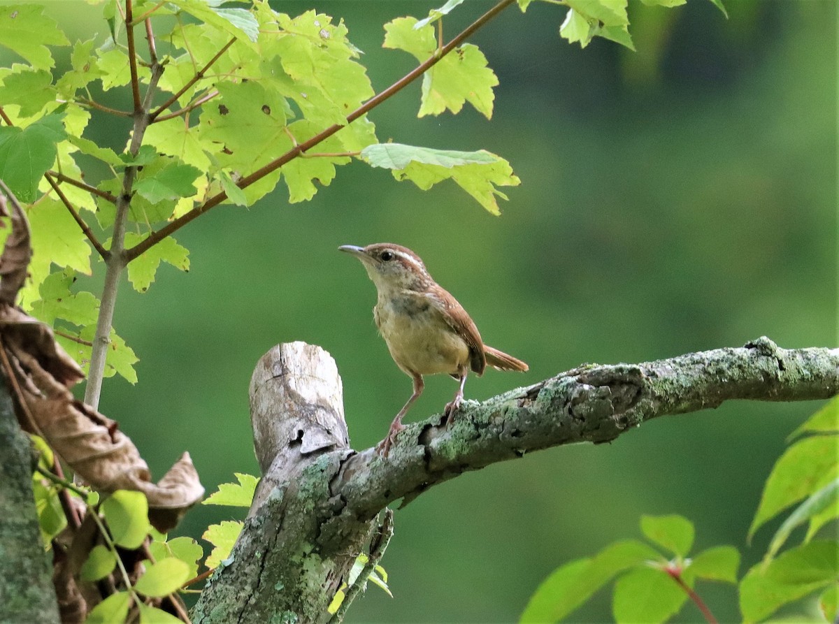 Carolina Wren - ML361366231