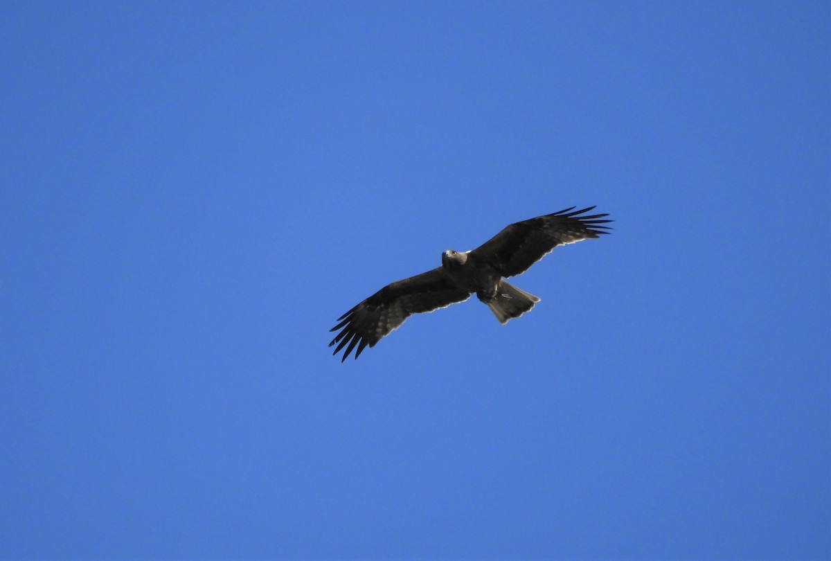 Booted Eagle - Pablo Pozo 🦅