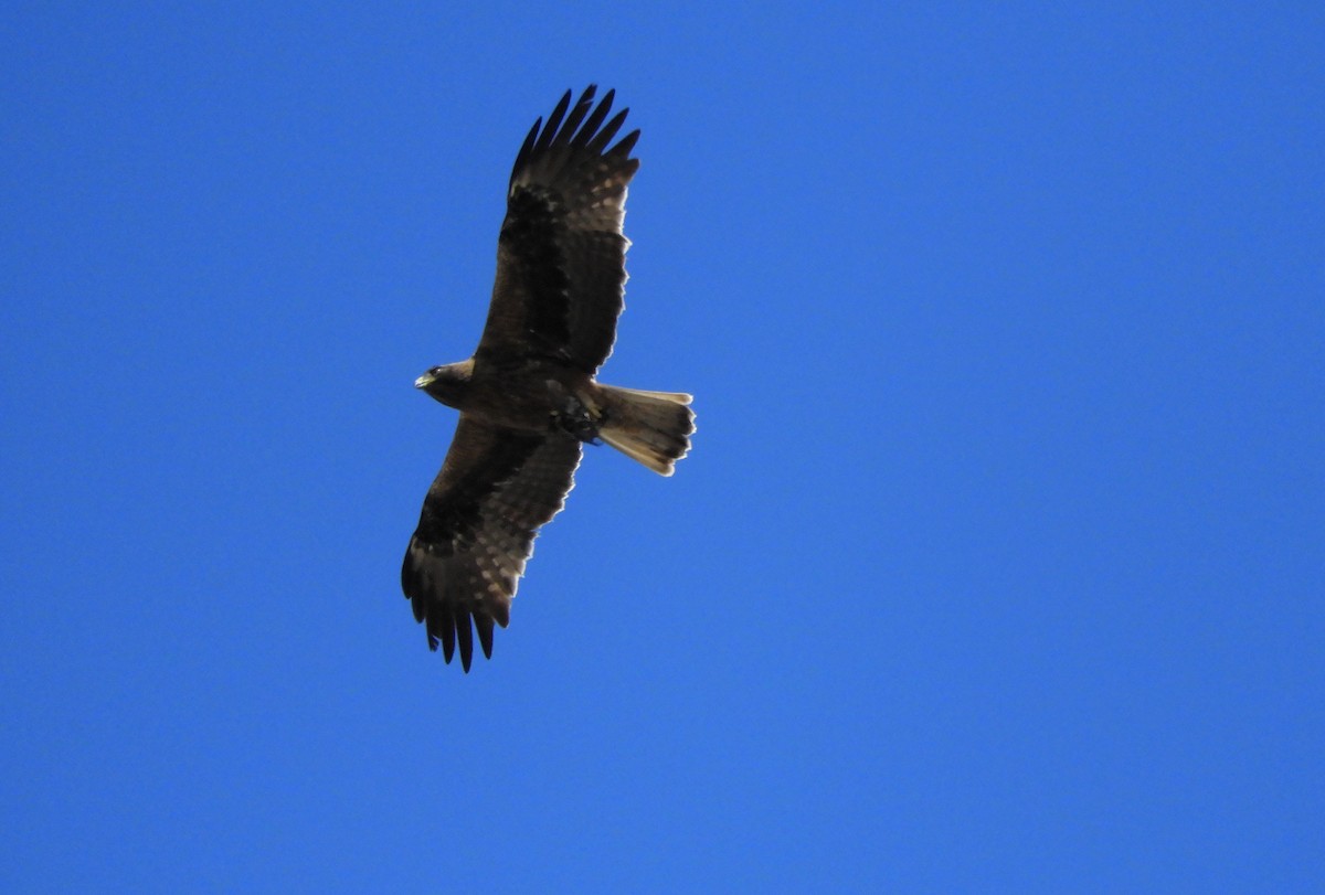 Aquila minore - ML361367281