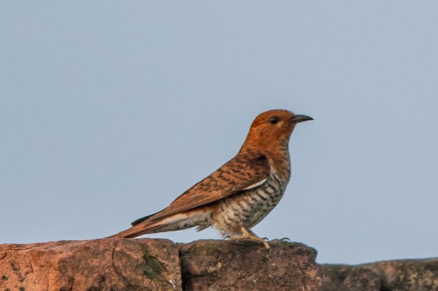 Gray-bellied Cuckoo - ML361369391