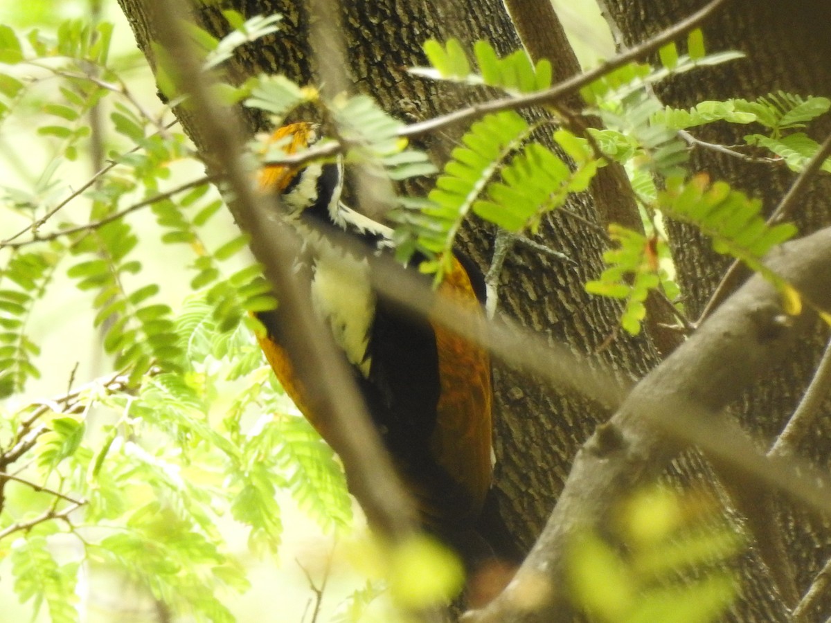 White-naped Woodpecker - Selvaganesh K