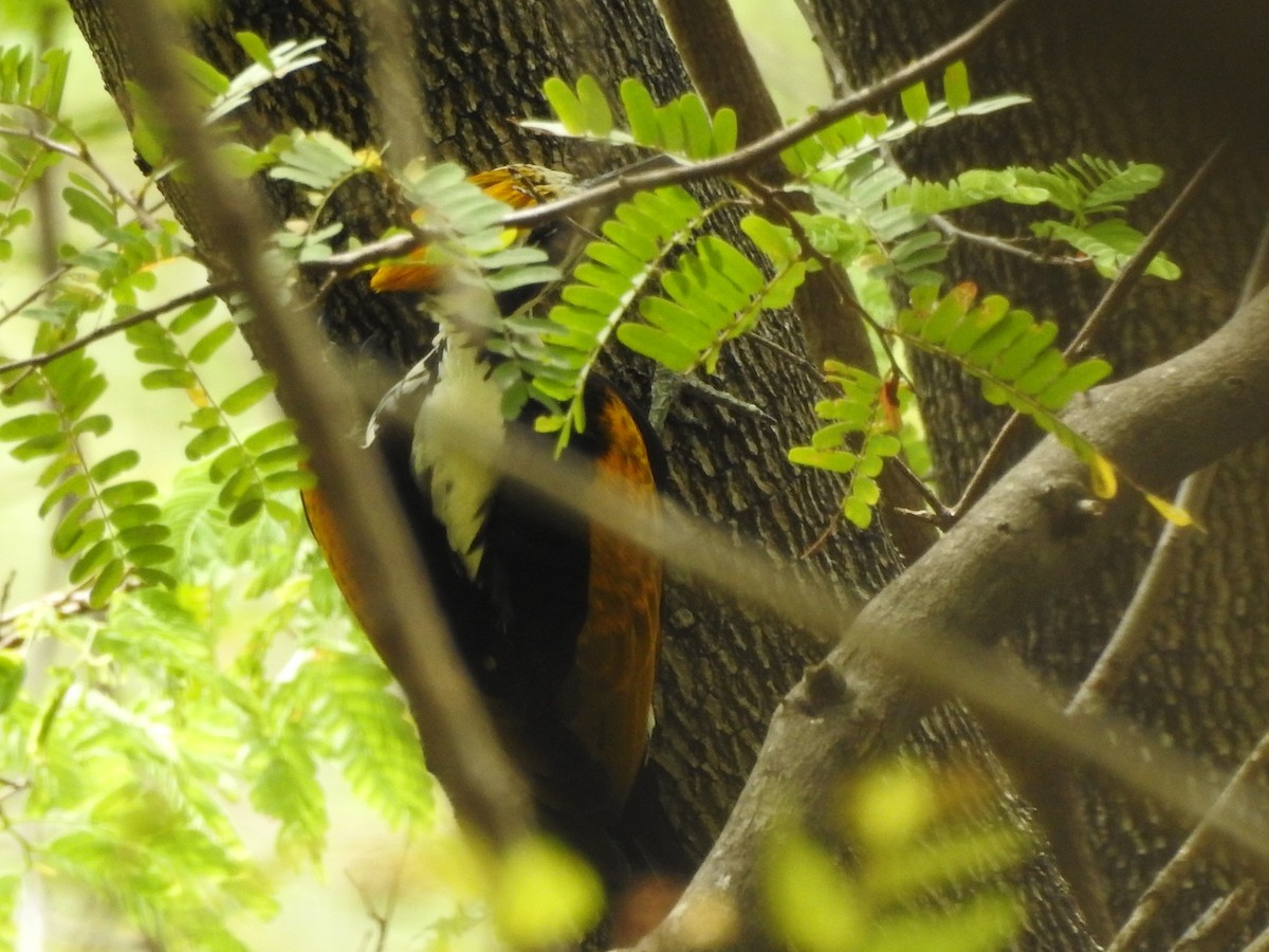 White-naped Woodpecker - Selvaganesh K