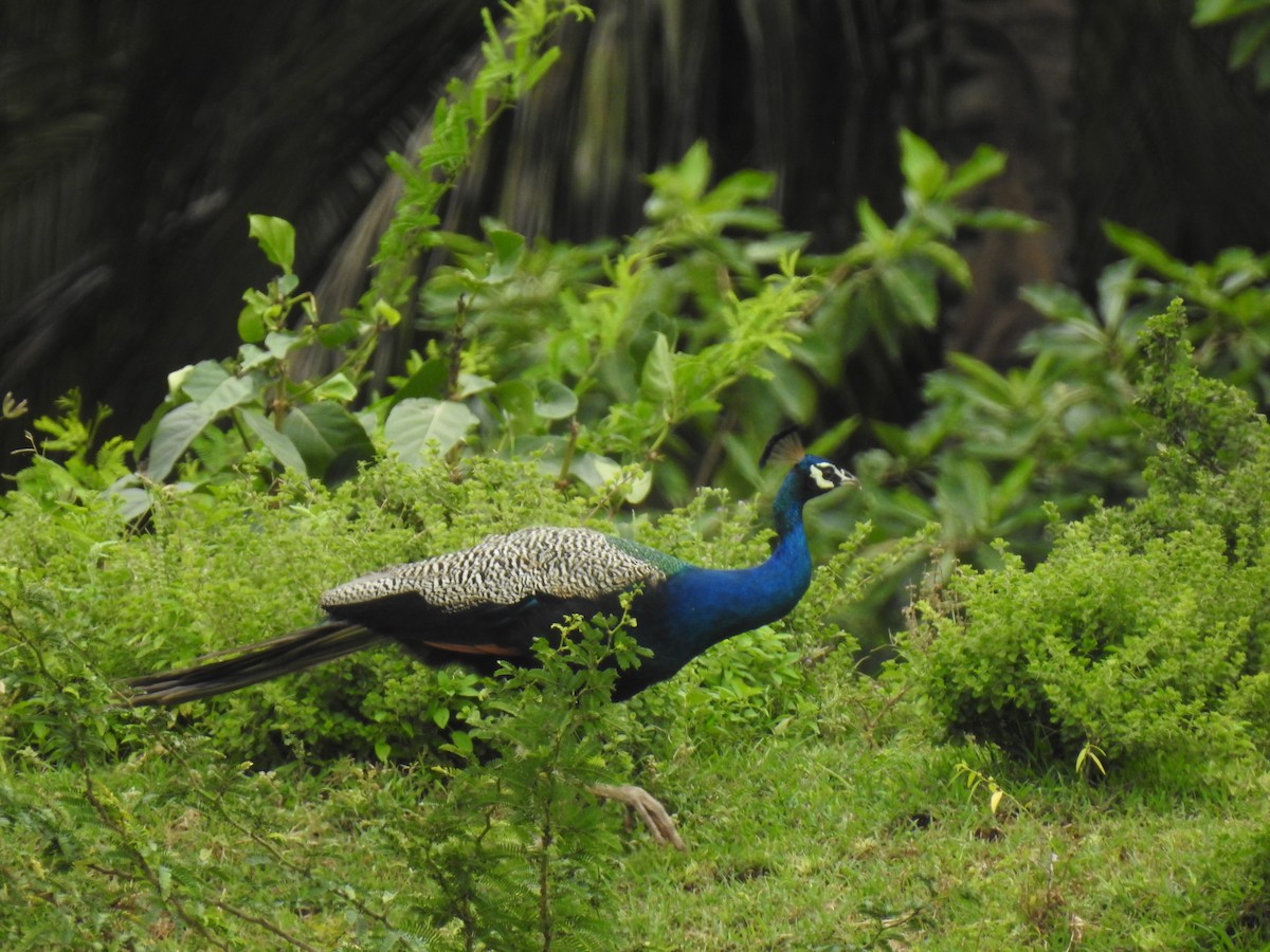 Indian Peafowl - KARTHIKEYAN R