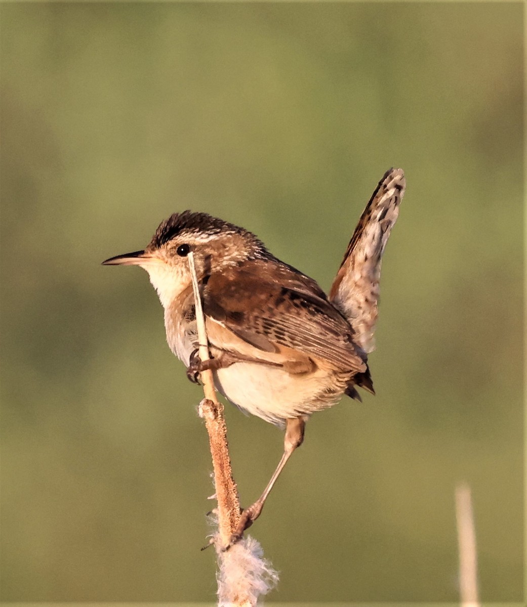 Sumpfzaunkönig [palustris-Gruppe] - ML361372781