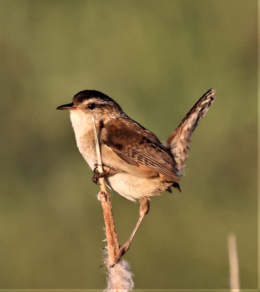 Sumpfzaunkönig [palustris-Gruppe] - ML361372801