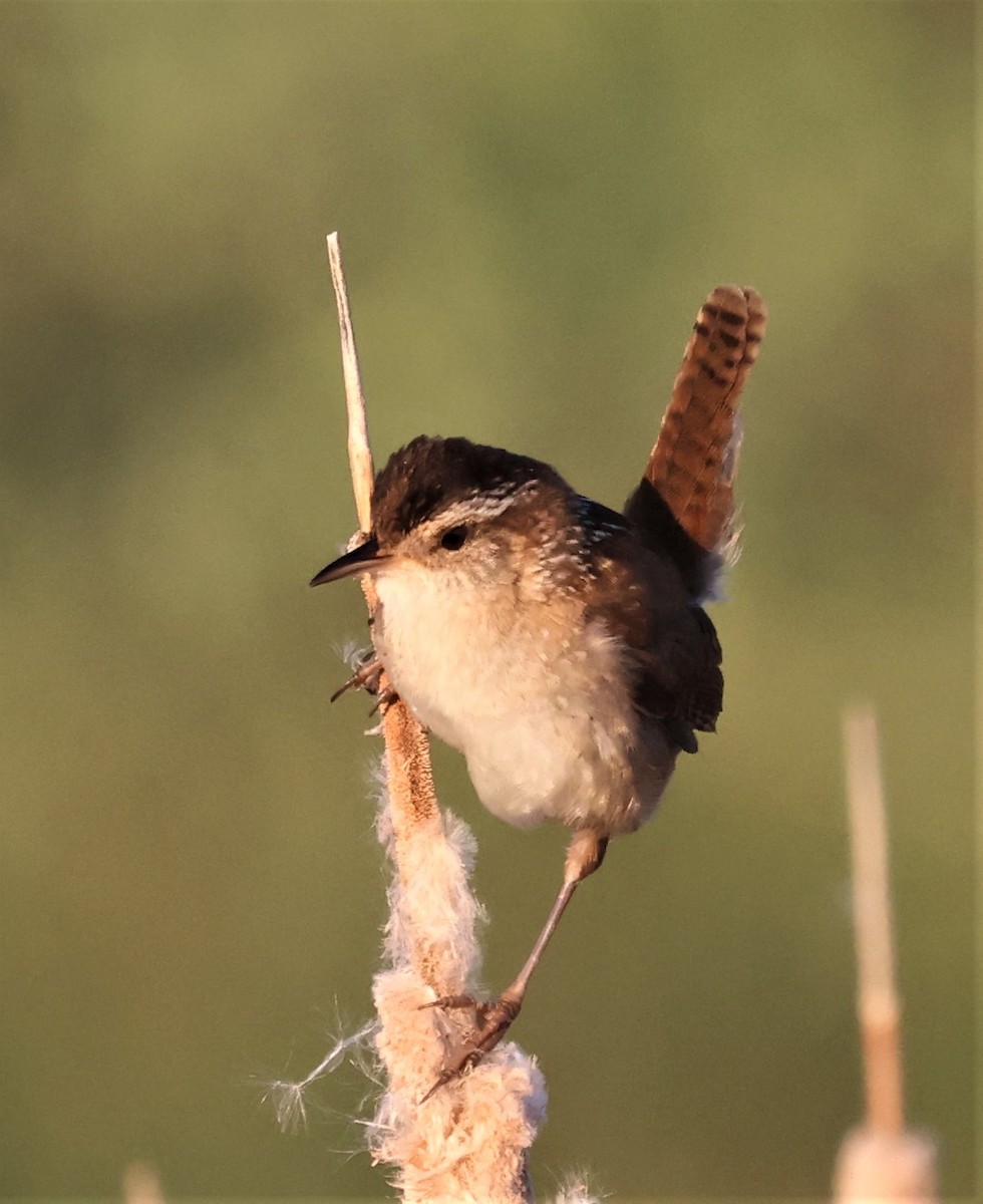 Sumpfzaunkönig [palustris-Gruppe] - ML361372811