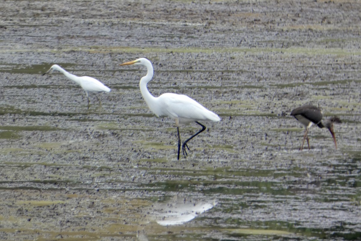 Great Egret - ML361374171