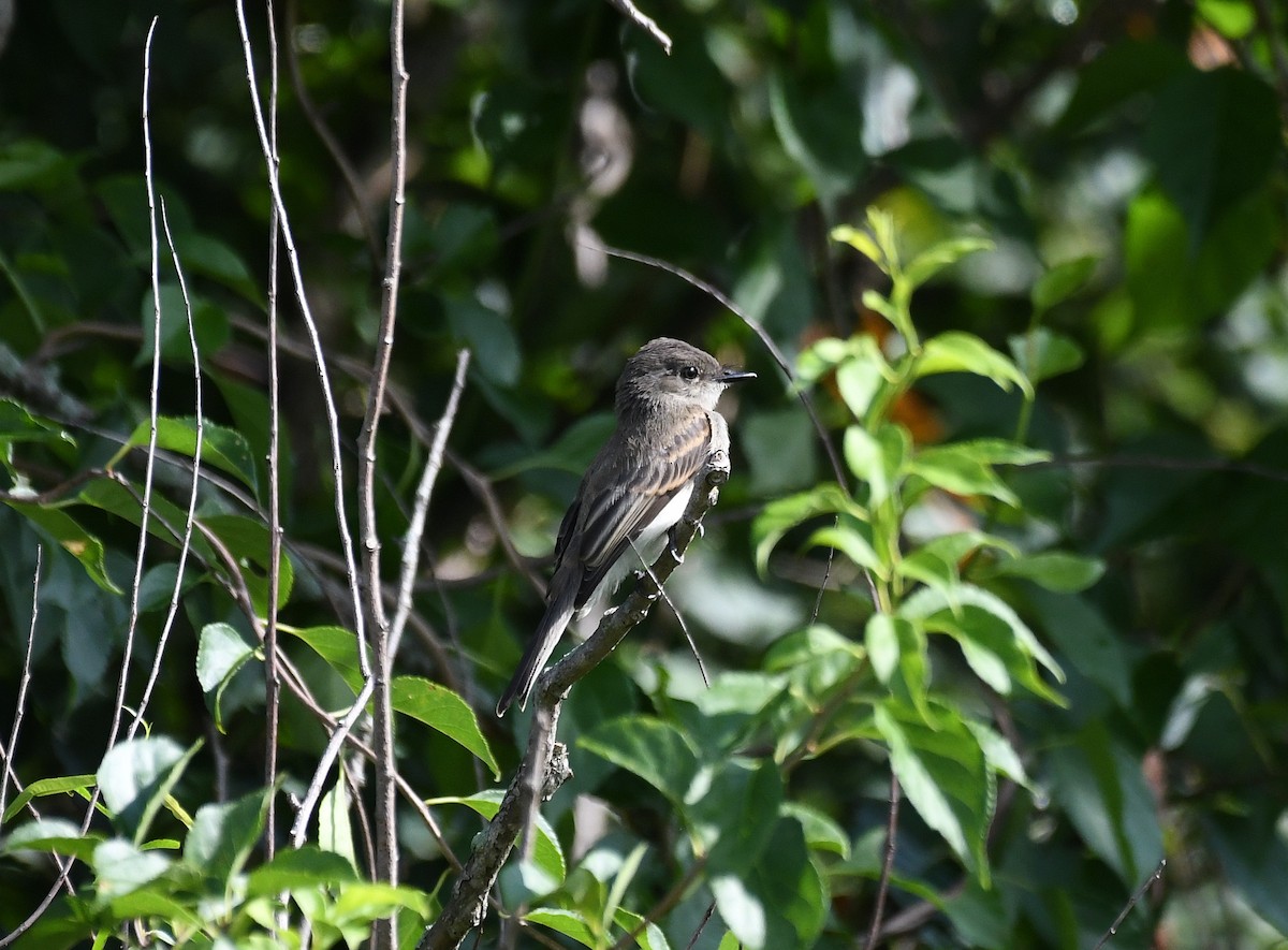 Willow Flycatcher - ML361375181