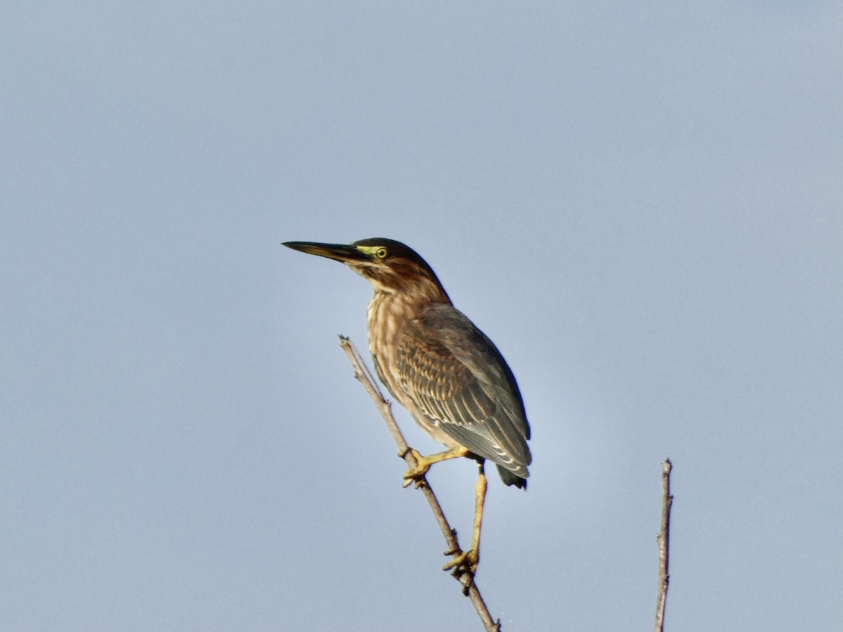 Green Heron - ML361375201