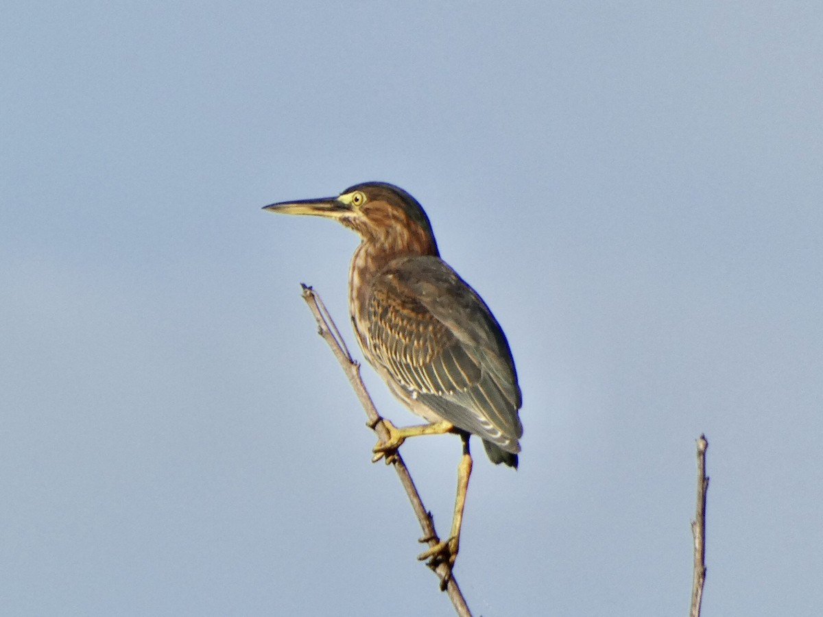 Green Heron - ML361375231