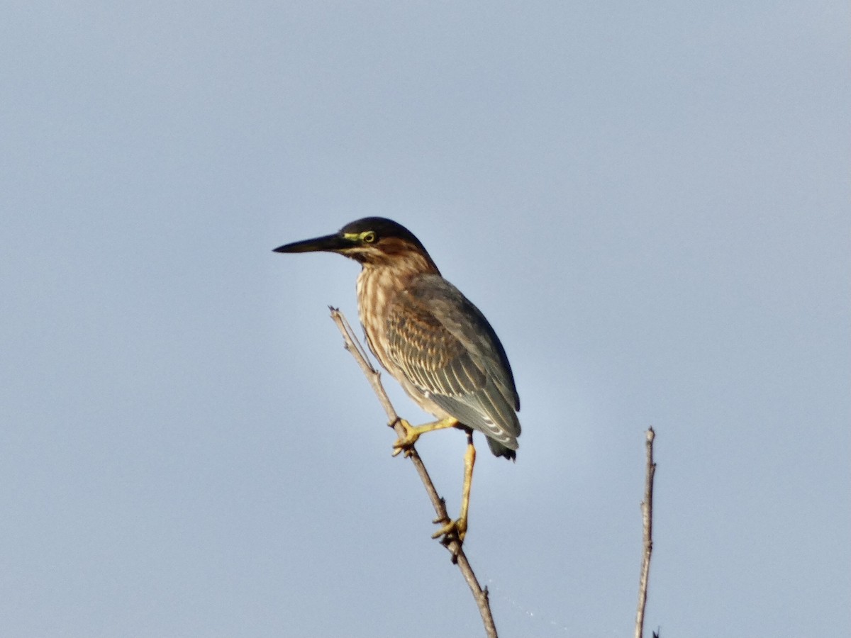 Green Heron - ML361375241