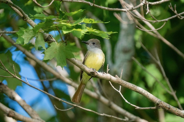 Great Crested Flycatcher - Stan Muller