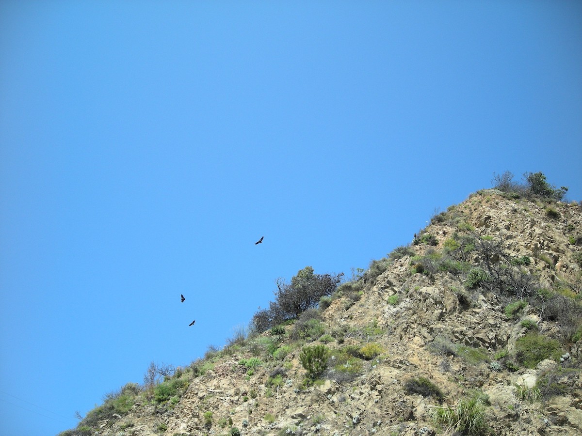 Condor de Californie - ML36137621
