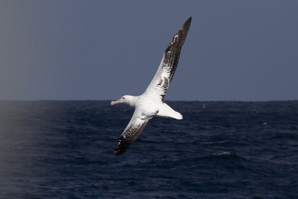 Snowy Albatross - ML361376571