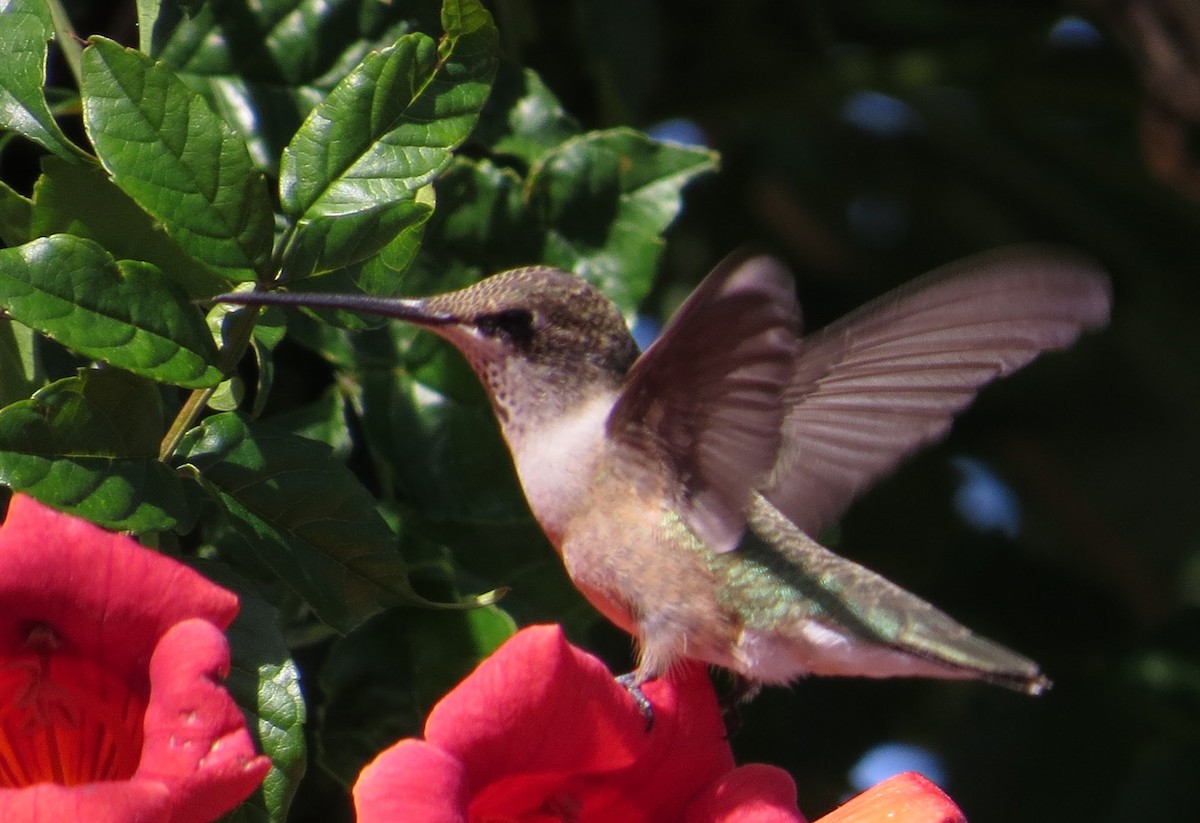 Black-chinned Hummingbird - ML361378611