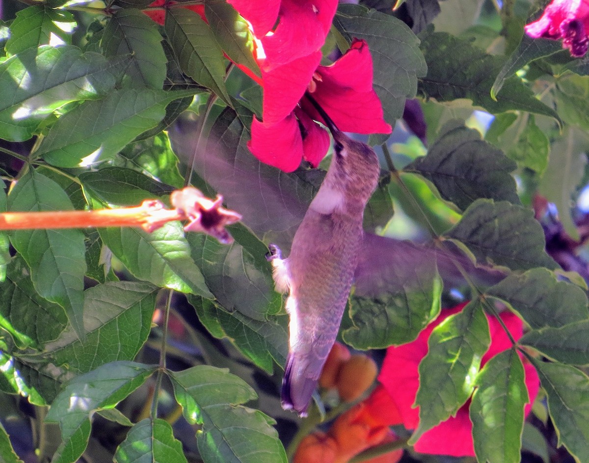 Black-chinned Hummingbird - ML361378741