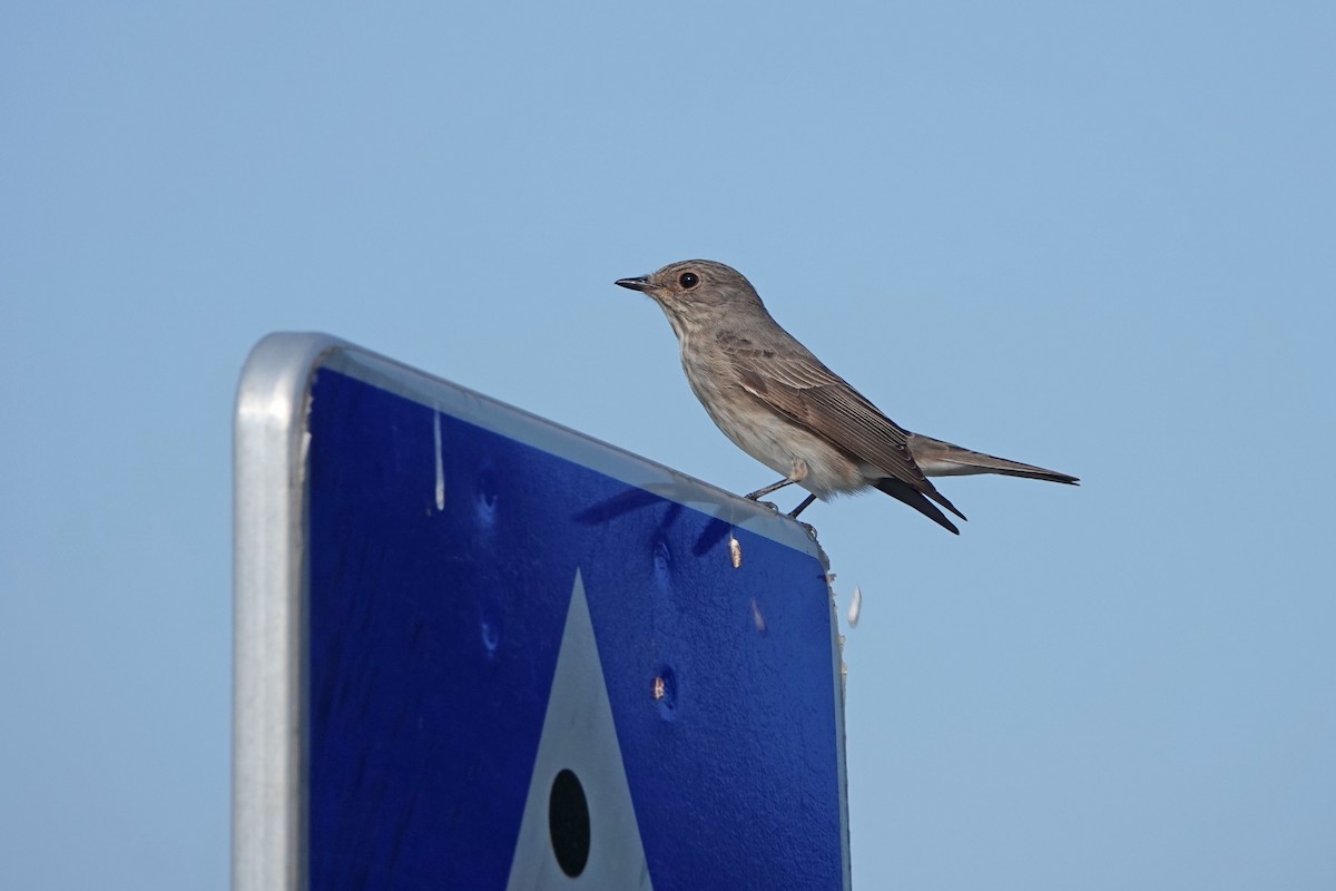 Spotted Flycatcher - ML361379041