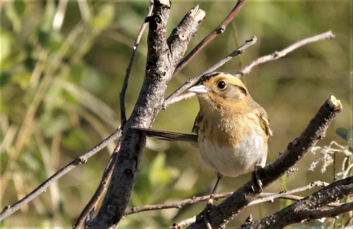 Nelson's Sparrow (Interior) - ML361379241