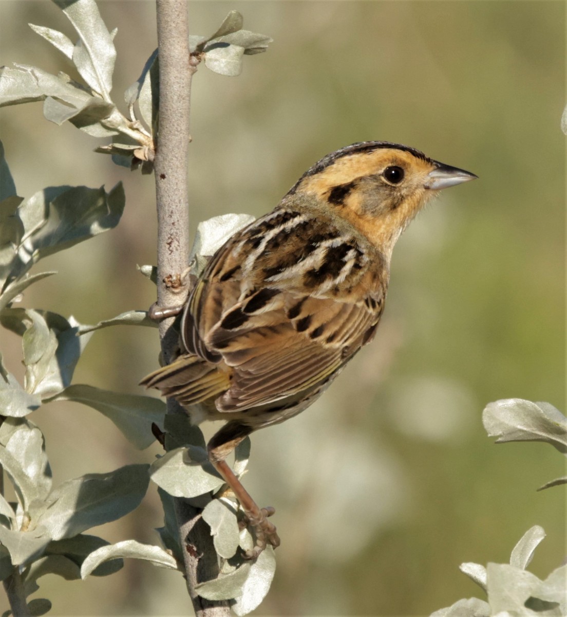 Nelson's Sparrow (Interior) - ML361379261