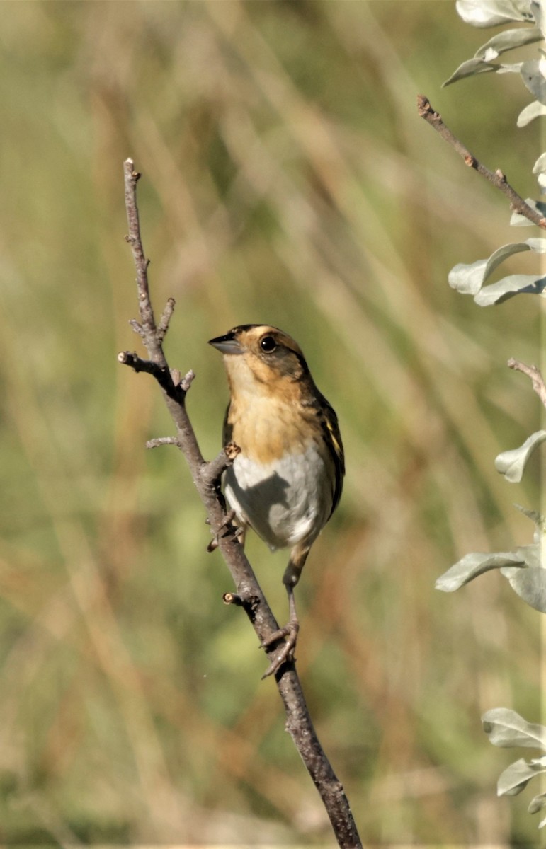 Nelson's Sparrow (Interior) - ML361379271