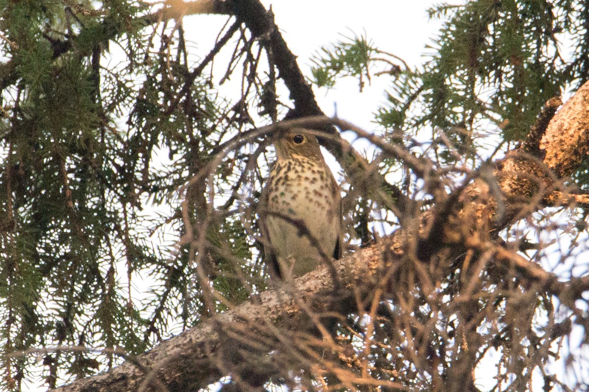 Swainson's Thrush - Meghan Mickelson