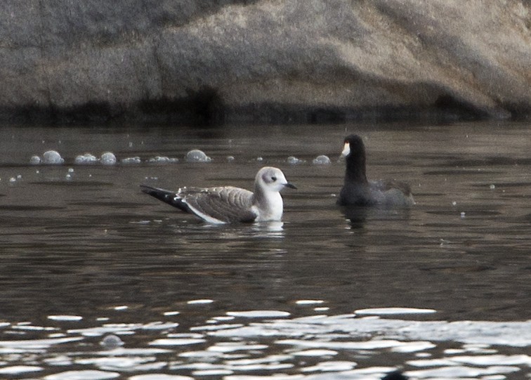 Sabine's Gull - ML36138141