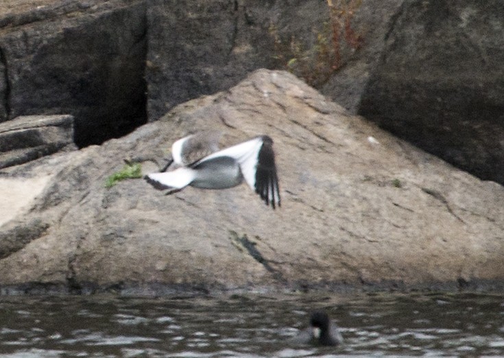 Sabine's Gull - ML36138151