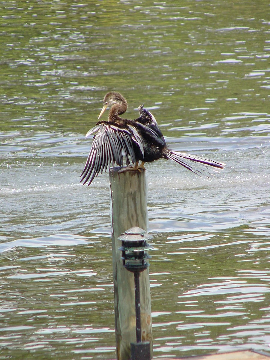 Anhinga - K Dean Edwards