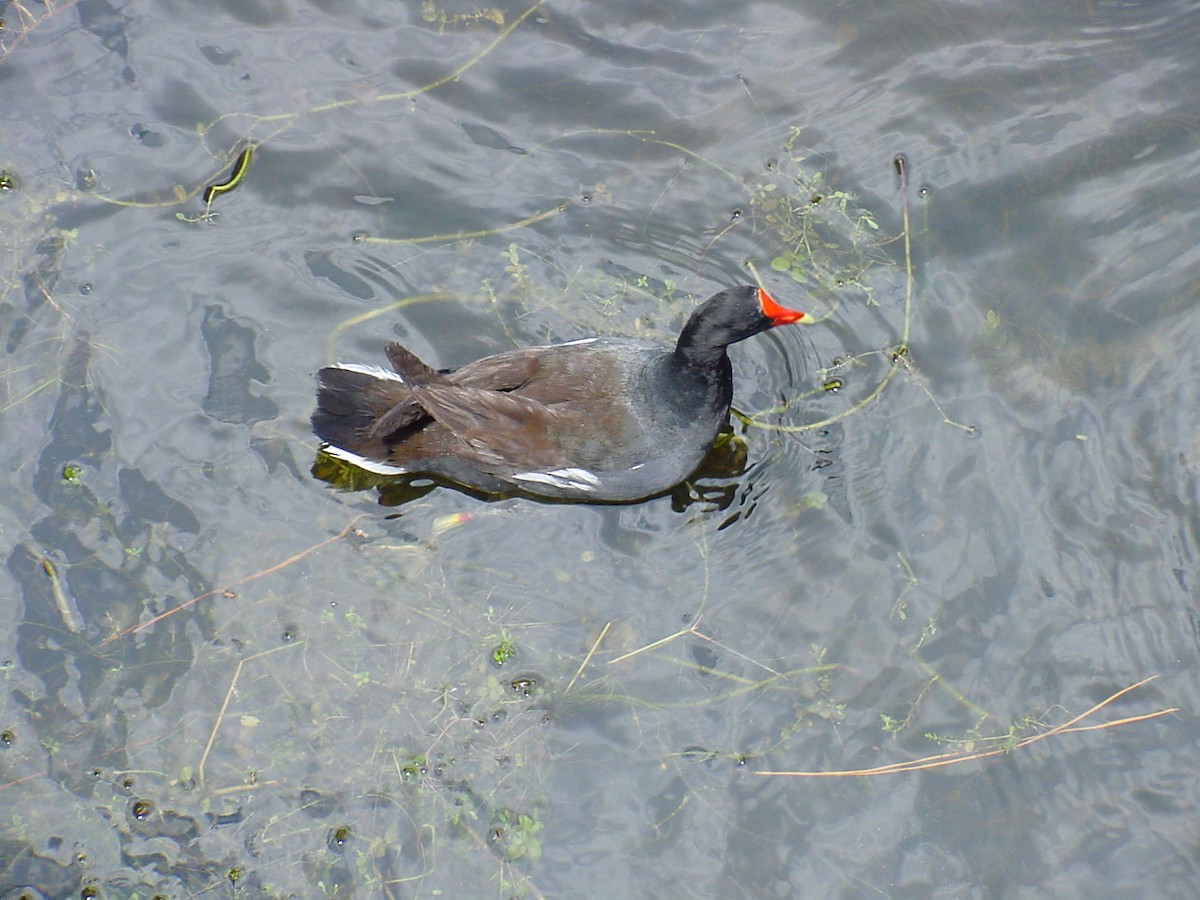 Common Gallinule - ML361381861