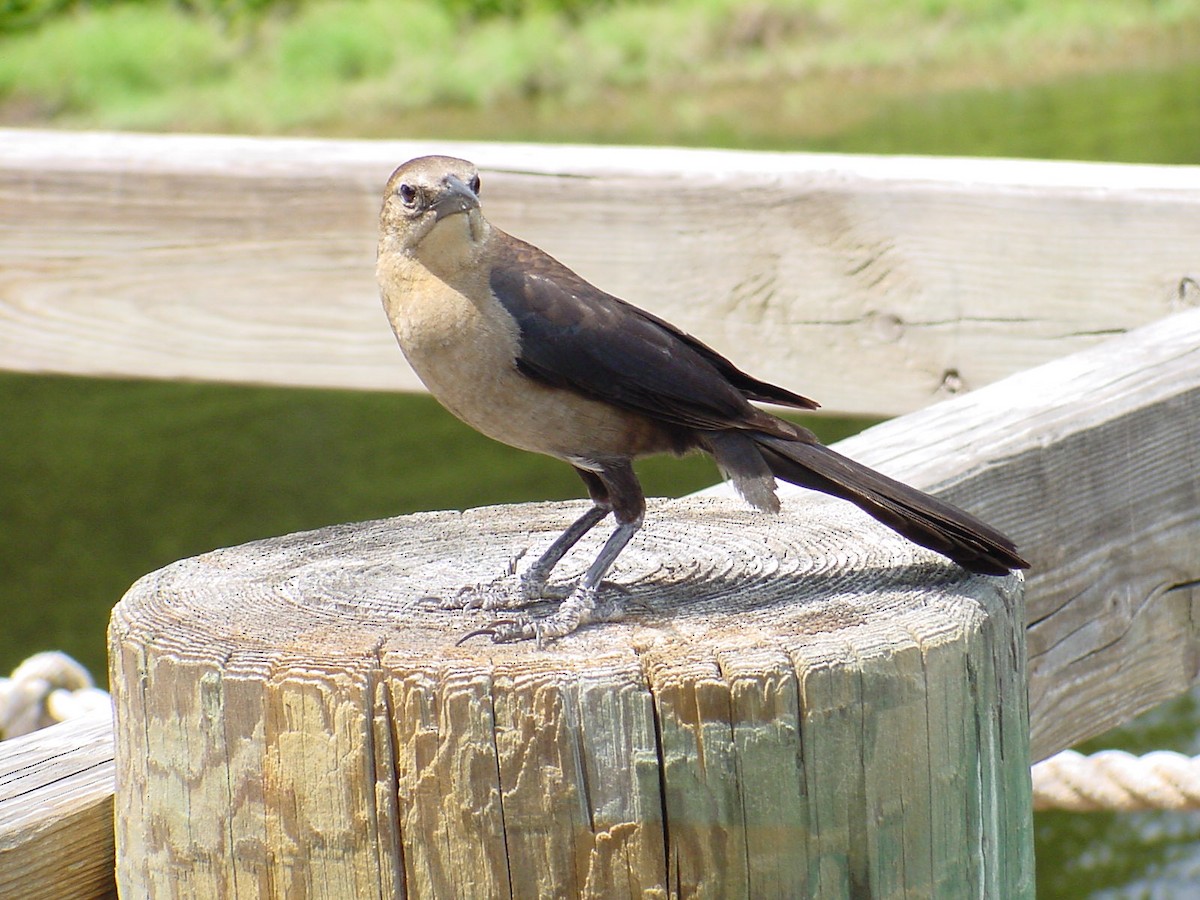 Boat-tailed Grackle - ML361381891