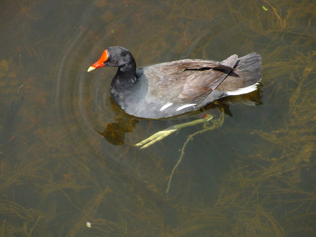 Common Gallinule - ML361381991