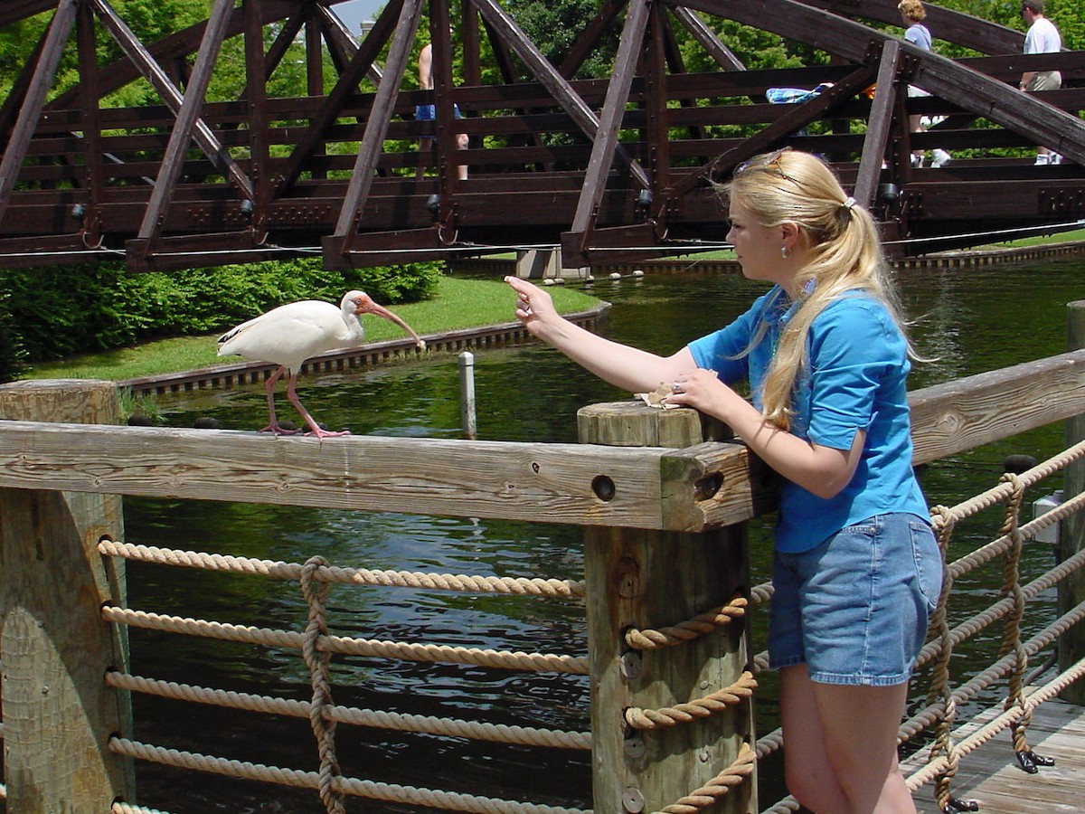 White Ibis - ML361382231