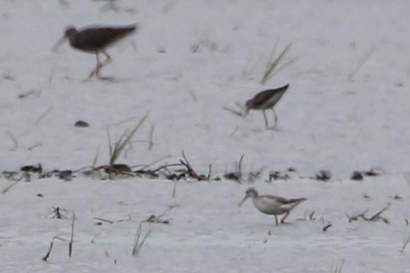 Wilson's Phalarope - ML361384721