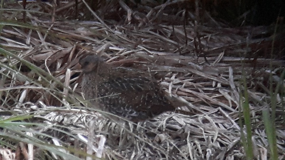 Spotted Crake - ML36138481