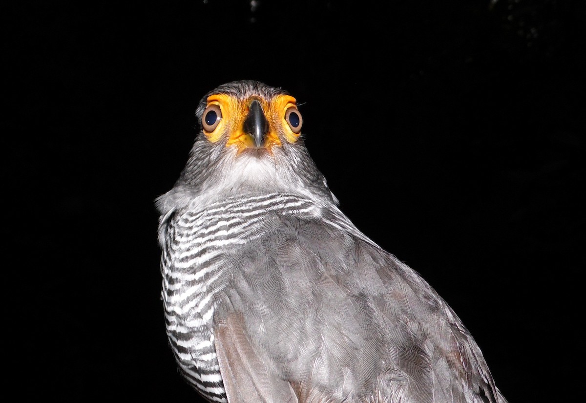 Barred Forest-Falcon - ML36138561