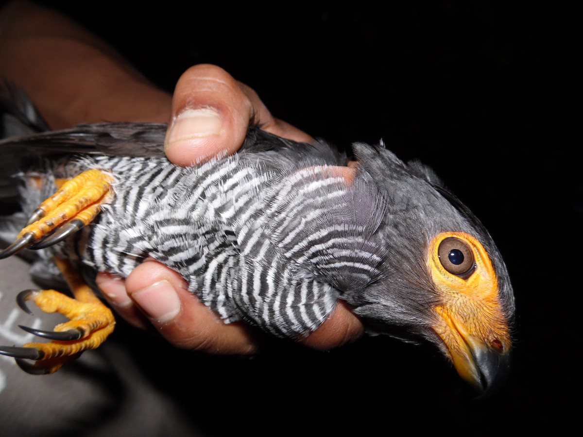 Barred Forest-Falcon - ML36138581