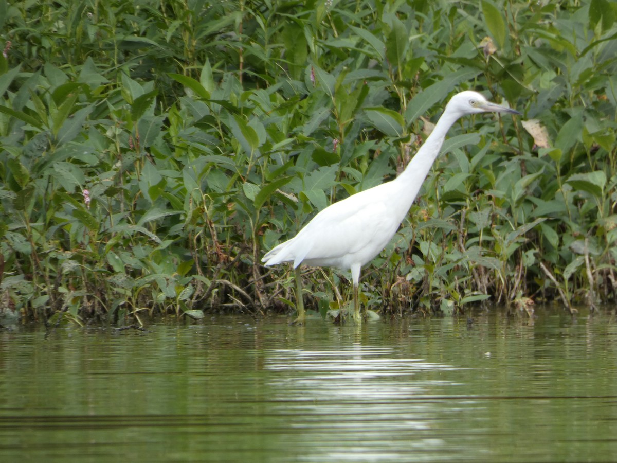 Little Blue Heron - ML361386091