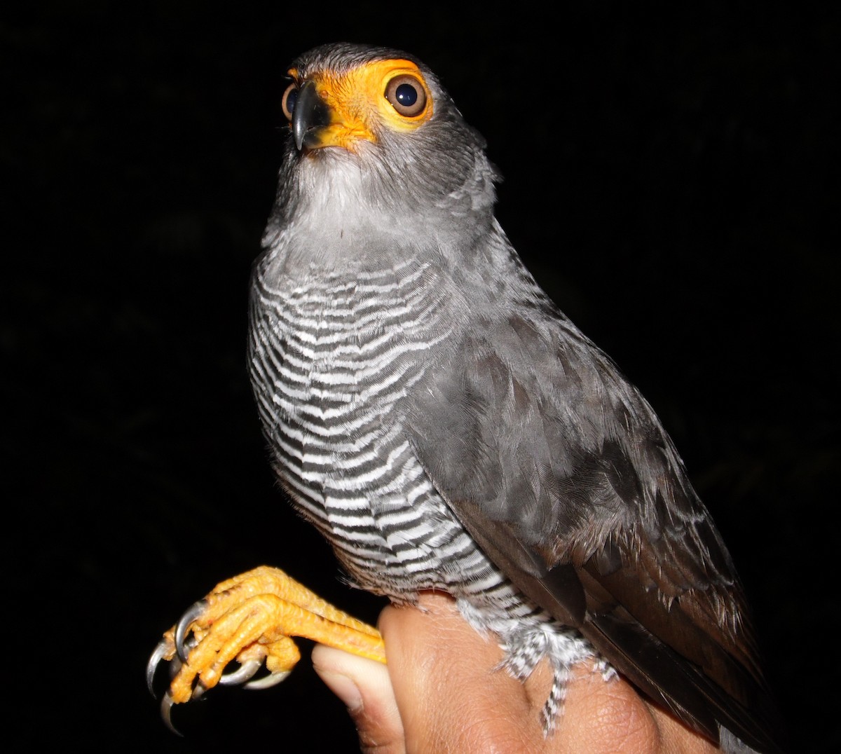 Barred Forest-Falcon - ML36138621