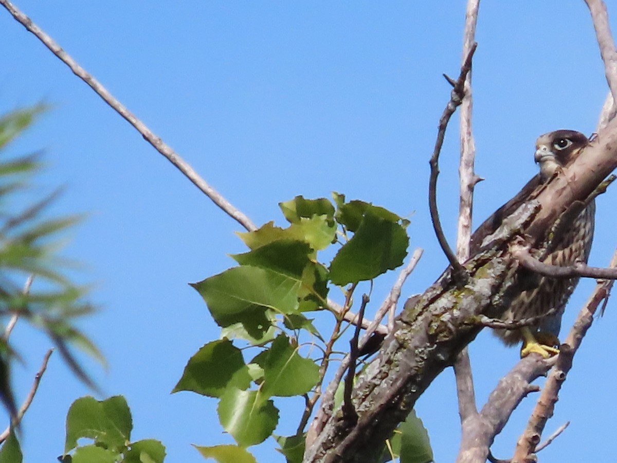 Peregrine Falcon - ML361387591