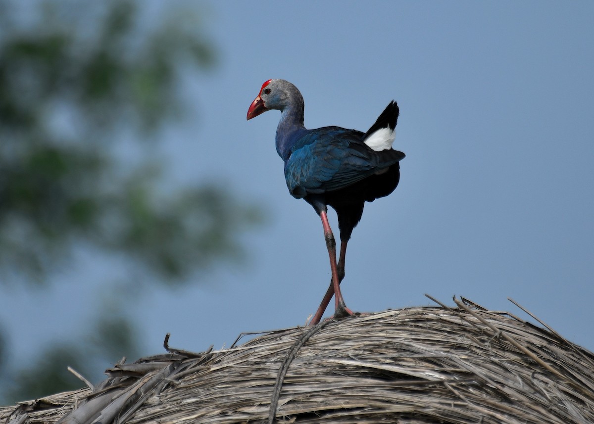 Gray-headed Swamphen - ML361388221