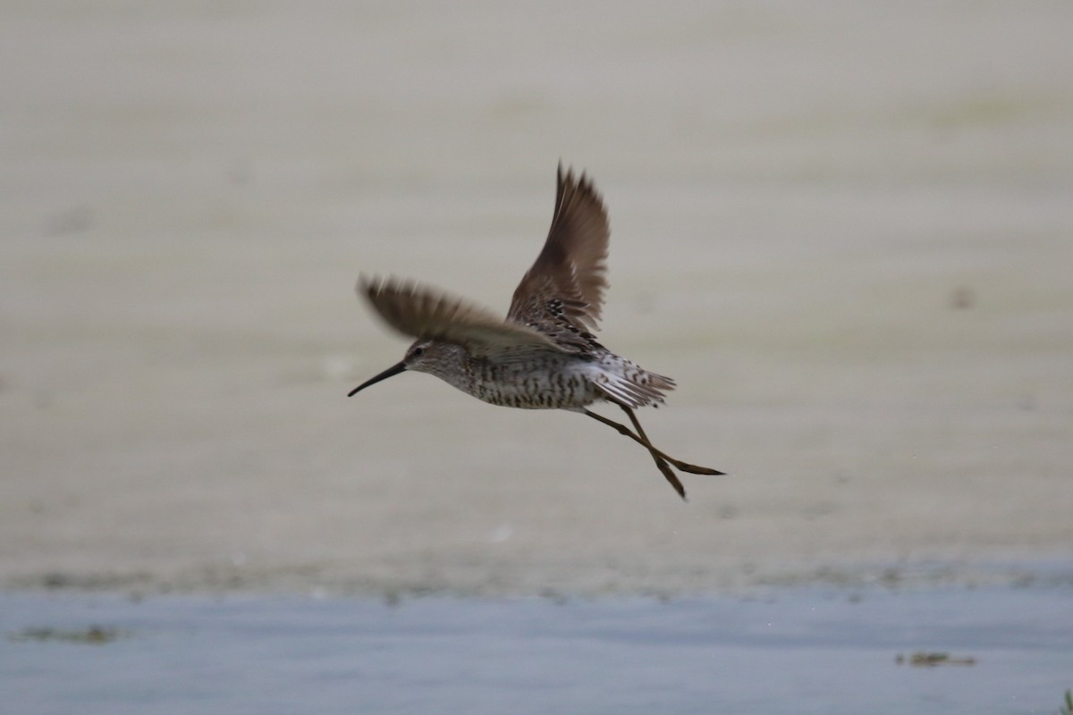 Stilt Sandpiper - ML361388661