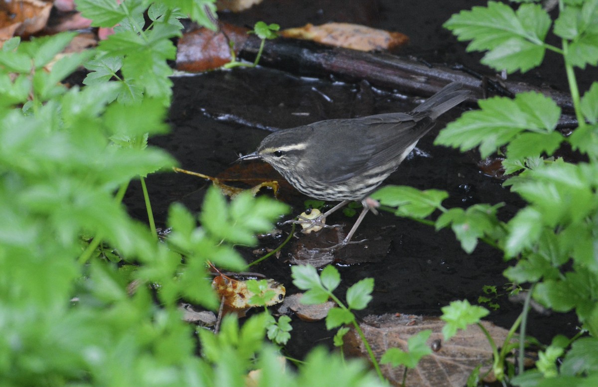 Northern Waterthrush - Bridget Spencer