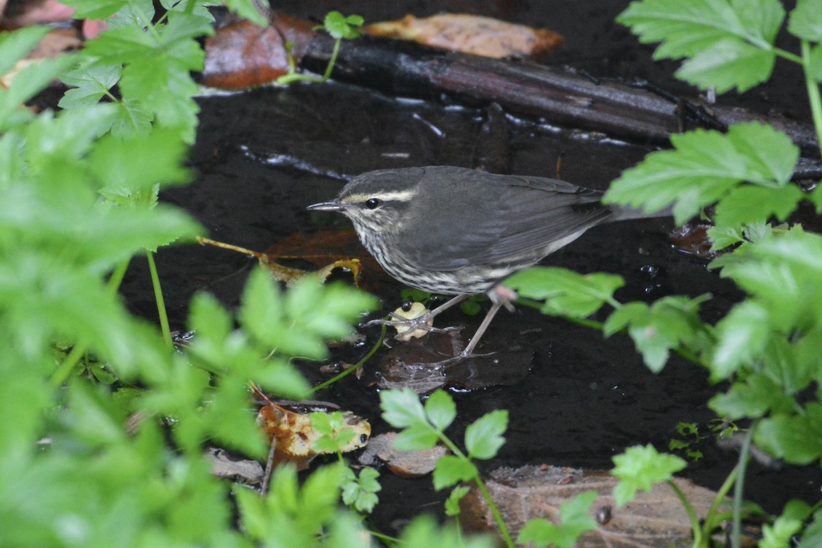 Northern Waterthrush - ML361391291