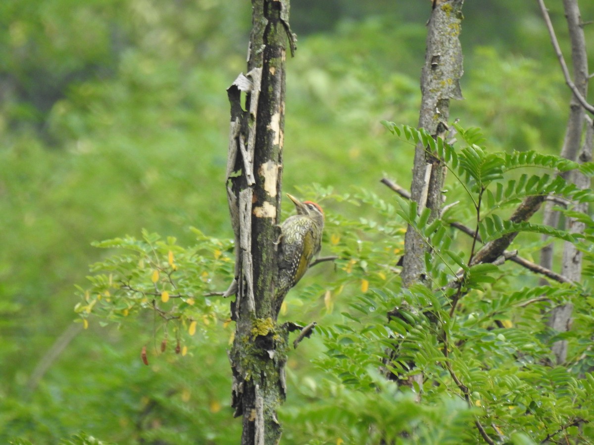 Scaly-bellied Woodpecker - Sheikh Riyaz