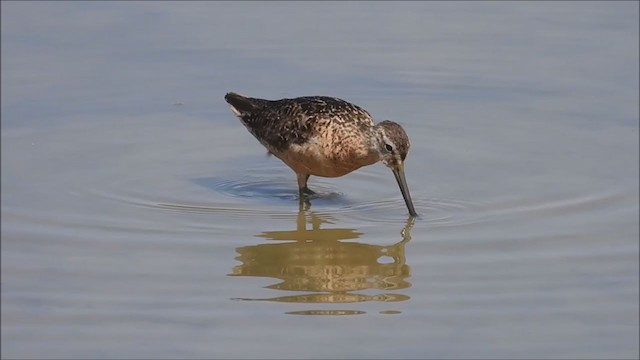 Long-billed Dowitcher - ML361391621