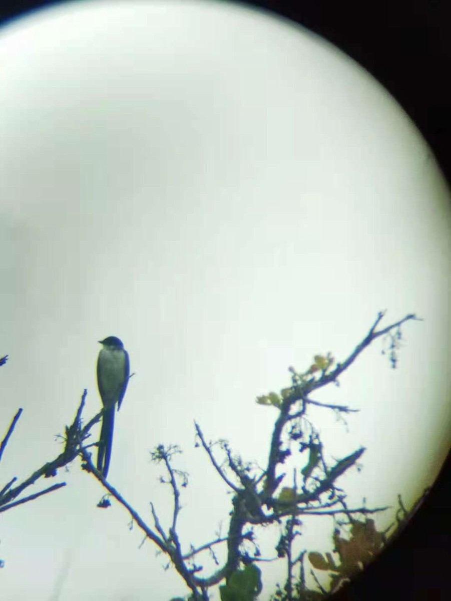 Fork-tailed Flycatcher - Giselle Montezuma