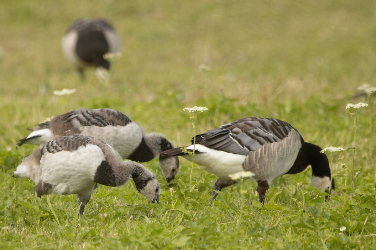 Barnacle Goose - Letty Roedolf Groenenboom