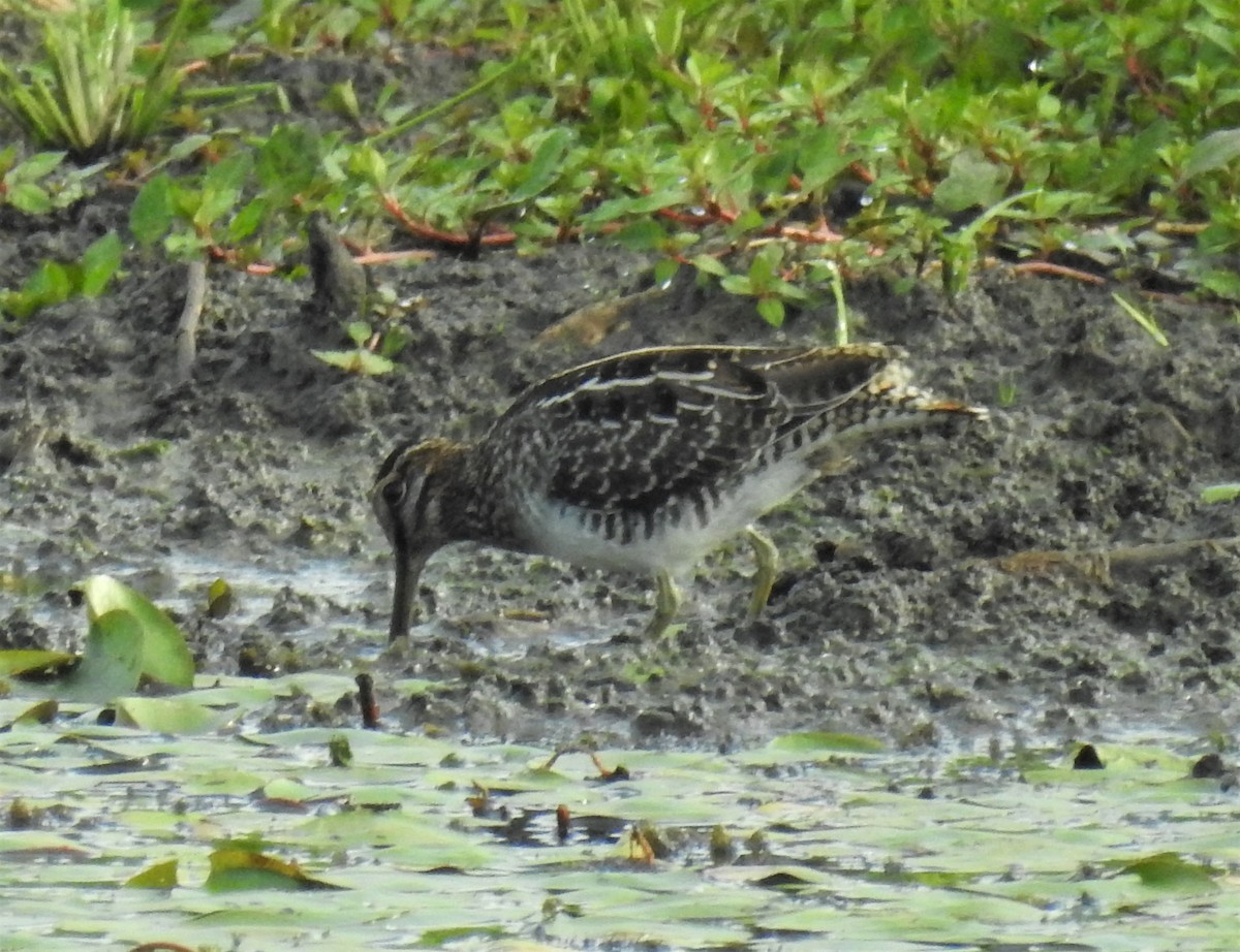 Wilson's Snipe - Bruce Hoover