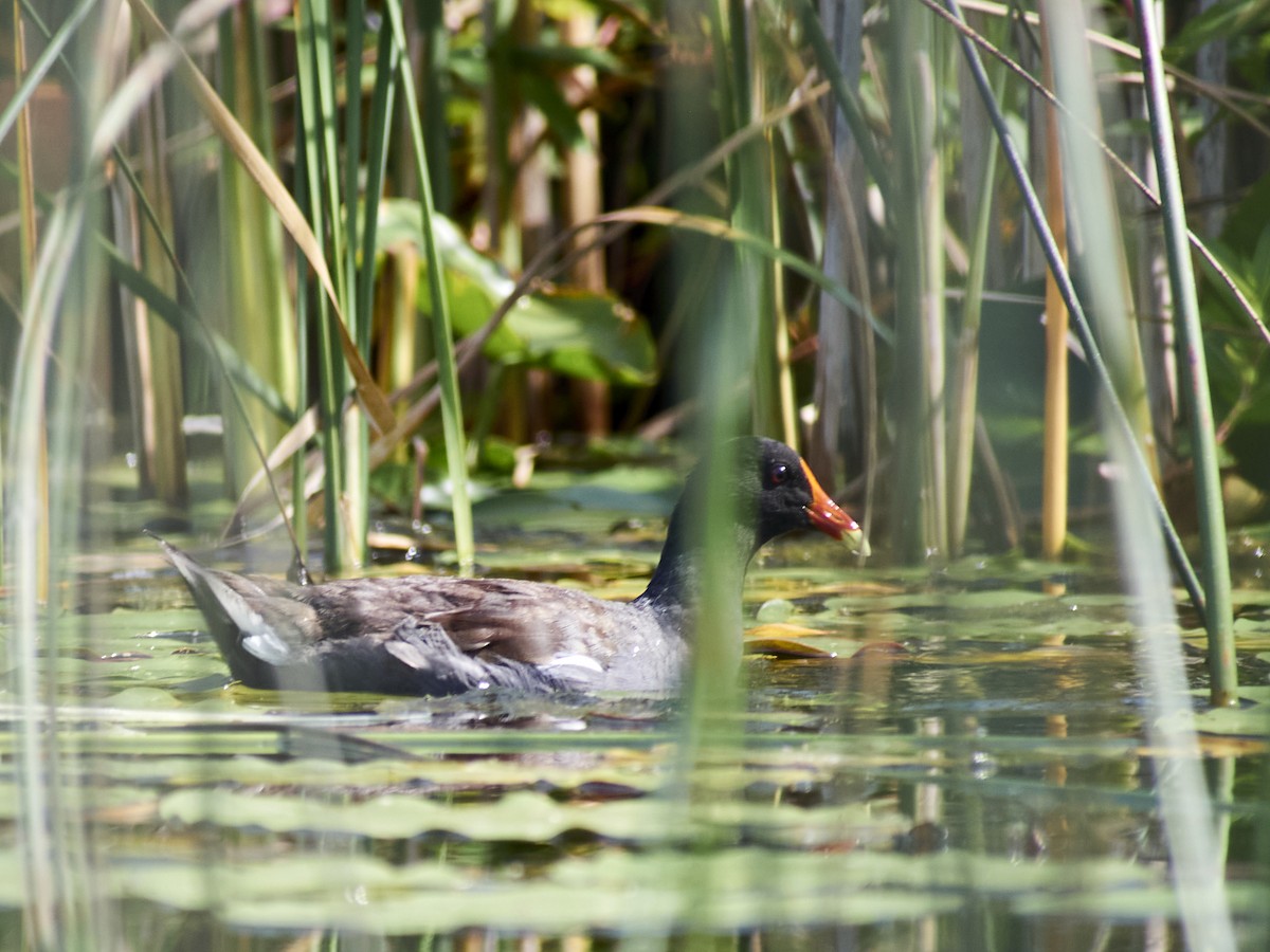 Common Gallinule - ML361397611