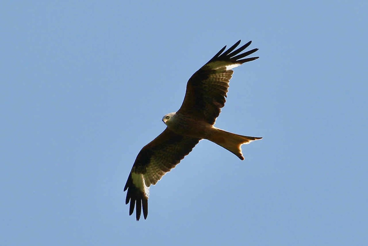 Red Kite - ML361399971